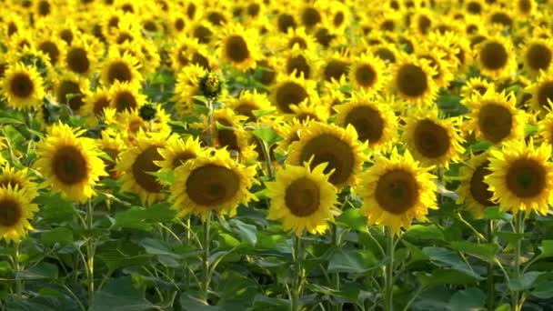 Vackra solrosor växer på fältet. En hel del gula stora blommor — Stockvideo
