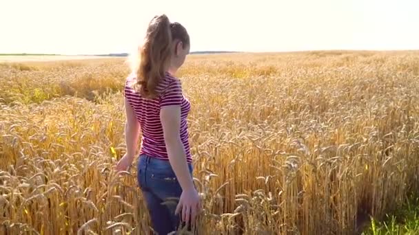 Vrouw wandelen over het veld met tarwe in de avond — Stockvideo