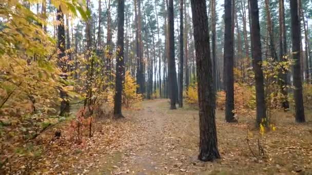 Herbst Wald Hintergrund Motion Cam — Stockvideo