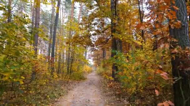 Otoño bosque fondo movimiento leva — Vídeo de stock