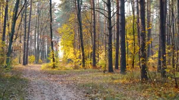 Herfst bos achtergrond bewegingscamera — Stockvideo