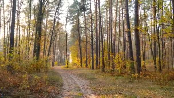 Φθινόπωρο δάσος φόντο κάμερα κίνησης — Αρχείο Βίντεο