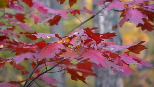 Autumn branch of oak tree — Stock Video