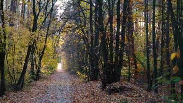 Podzimní kamera pohybu na pozadí lesa — Stock video