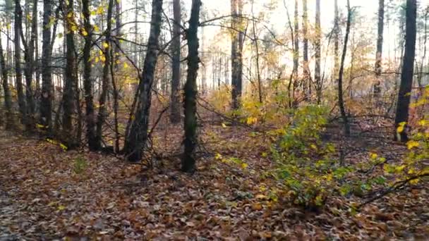 Herfst bos achtergrond bewegingscamera — Stockvideo