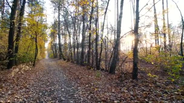 Höstens skog bakgrund Motion Cam — Stockvideo