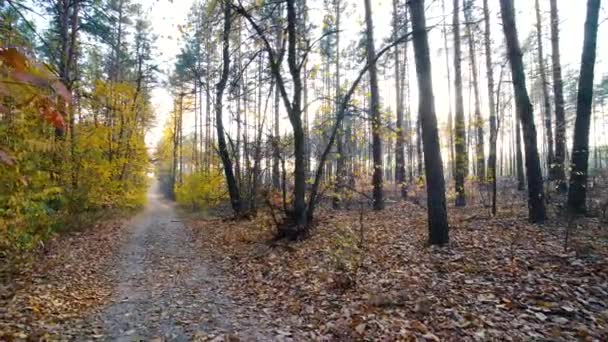 Herbst Wald Hintergrund Motion Cam — Stockvideo