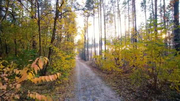 Otoño bosque fondo movimiento leva — Vídeo de stock