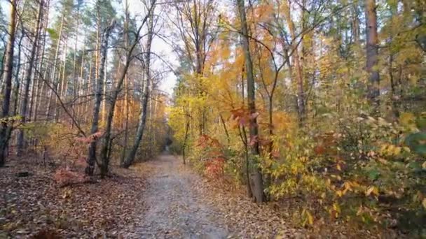 Podzimní kamera pohybu na pozadí lesa — Stock video
