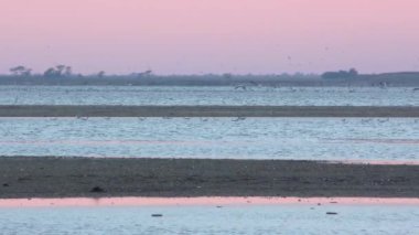 Akşamları göldeki kuşlar