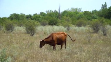 Çayırda otlayan inek.