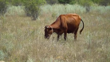 Çayırda otlayan inek.