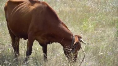 Çayırda otlayan inek.