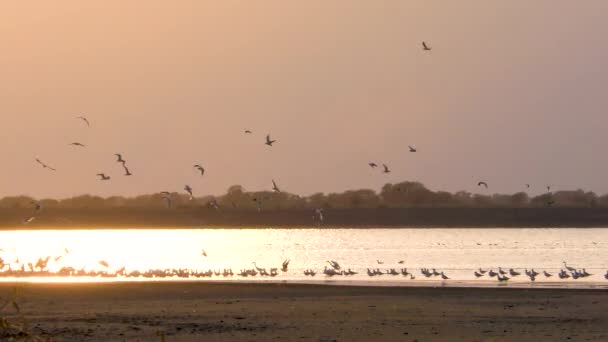 Ptáci na jezeře létají při západu slunce — Stock video
