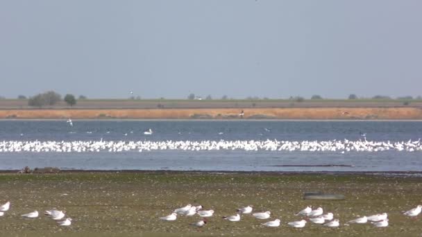 Aves decolam no lago — Vídeo de Stock