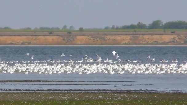 Veel vogels op het meer, meeuwen, pelikanen — Stockvideo