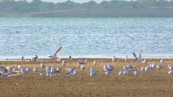 Veel vogels stijgen op vanaf het meer — Stockvideo