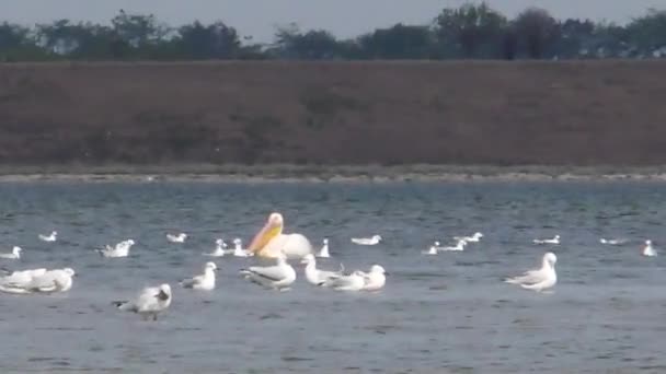 Pelikanen en andere vogels op het meer — Stockvideo