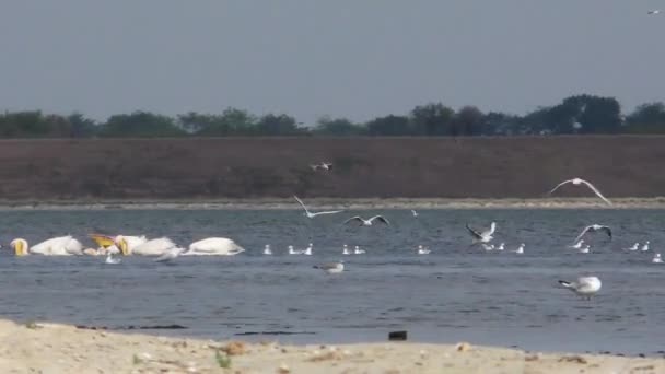 Pelicanos e outras aves no lago — Vídeo de Stock