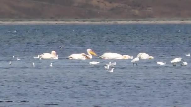 Pelikanen en andere vogels op het meer — Stockvideo