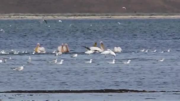 Пеликаны и другие птицы на озере — стоковое видео