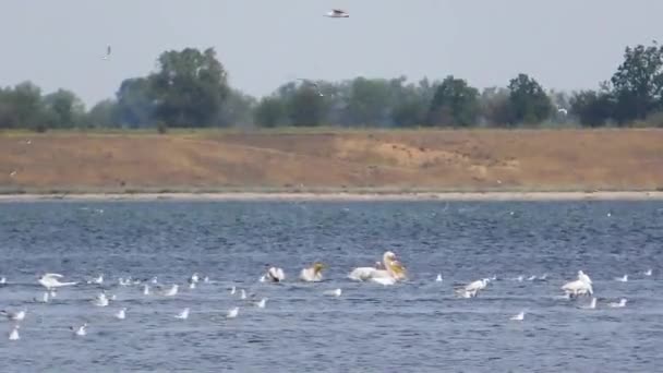 Pelikanen en andere vogels op het meer — Stockvideo