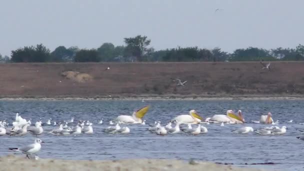 Pelikanen en andere vogels op het meer — Stockvideo