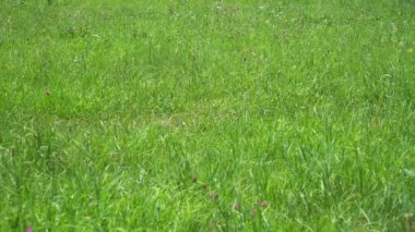 Otlar rüzgarda sallanıyor