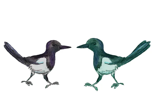 Акварельна Ілюстрація Двох Матів Які Дивляться Один Одного Цікаві Птахи — стокове фото