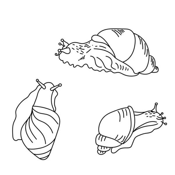 Ensemble Sneils Mignons Trois Vues Mollusque Illustration Vectorielle Contour Pour — Image vectorielle