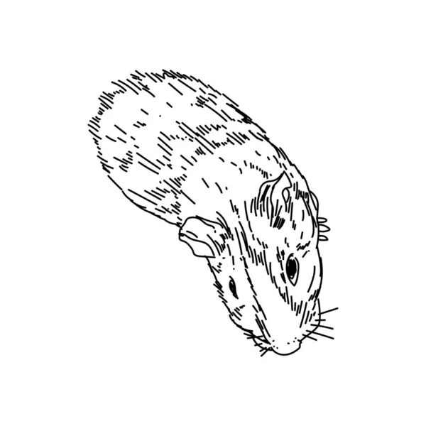 Cavy Sketch Vector Illustration Cute Animal Line Guinea Pig Top — Stock Vector