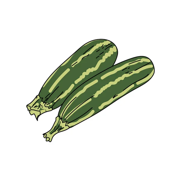 Dua Zucchini Hijau Gambar Tangan Vektor Gambar Panen Untuk Desain - Stok Vektor