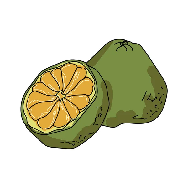 Ugli Green Exotic Citrus Unusual Juicy Fruit Vector Hand Draw - Stok Vektor