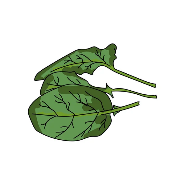 Foglie Verdi Spinaci Set Vegetale Foglie Illustrazione Disegnata Mano Vettoriale — Vettoriale Stock
