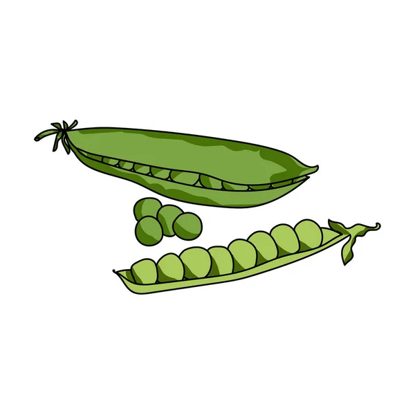 Conjunto Ervilhas Verdes Colheita Vegetais Desenho Manual Vetorial Ilustração Para — Vetor de Stock