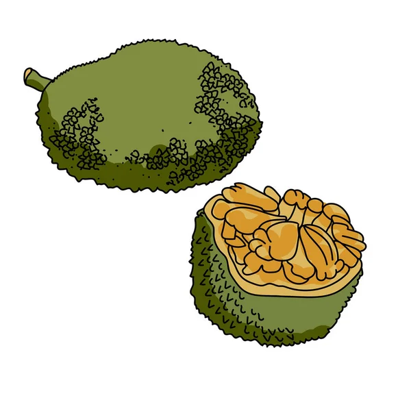 Jackfruit Egész Vágott Zöld Trópusi Gyümölcsök Kézi Rajz Vektor Illusztráció — Stock Vector