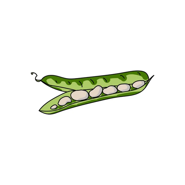 Зеленая Капсула Харикоса Светлой Фасолью Здоровый Овощной Ингредиент Векторная Иллюстрация — стоковый вектор