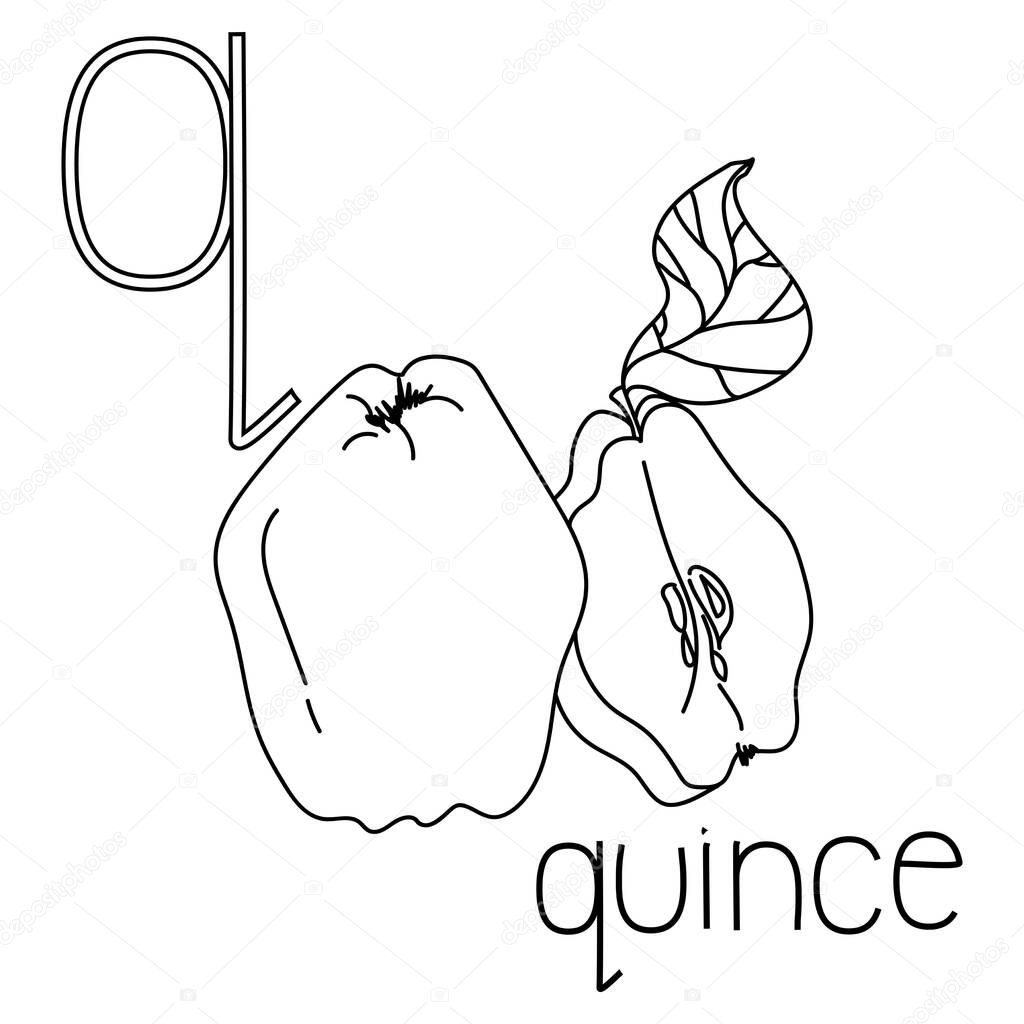 Coloring Page Fruit And Vegetable Abc Letter Q Quince Educated Coloring Card For Creativity Premium Vector In Adobe Illustrator Ai Ai Format Encapsulated Postscript Eps Eps Format