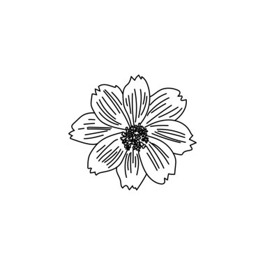 Çizgi vektör çizimi kozvos çiçeği, çiçek açan el çizimi tasarım ve yaratıcılık sanatı