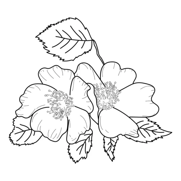 Croquis Botanique Fleur Églantier Illustration Vectorielle Fleur Esquisse Art Nature — Image vectorielle