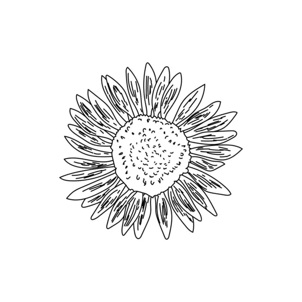 Décrivez Tournesol Jardin Décoratif Illustration Vectorielle Dessin Main Page Colorier — Image vectorielle