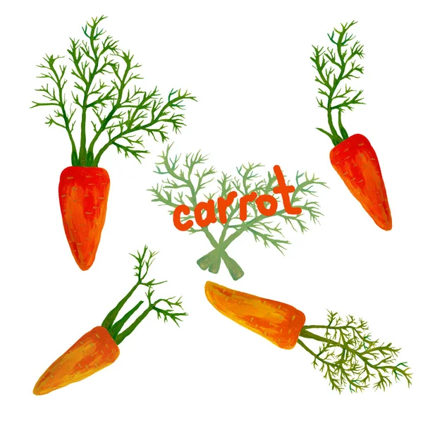 Набір Морквяних Ілюстрацій Яскраві Коренеплоди Дизайну Творчості Чотири Різні Овочі — стокове фото