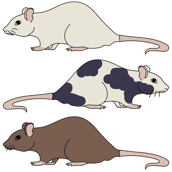 Drei Dekorative Ratten Verschiedenen Farben Haustiere Und Versuchstiere Getupft Graue — Stockvektor