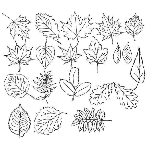 さまざまな種の木の葉のセット 木質植物の植物園 着色ページベクトルの概要デザインと創造性のためのイラスト — ストックベクタ
