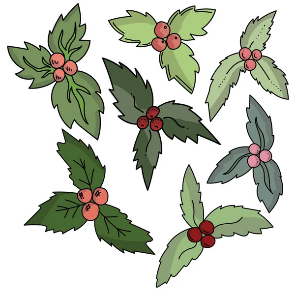 Set Von Stechpalmenzweigen Ilex Pflanze Verschiedenen Grüntönen Mit Roten Beeren — Stockvektor