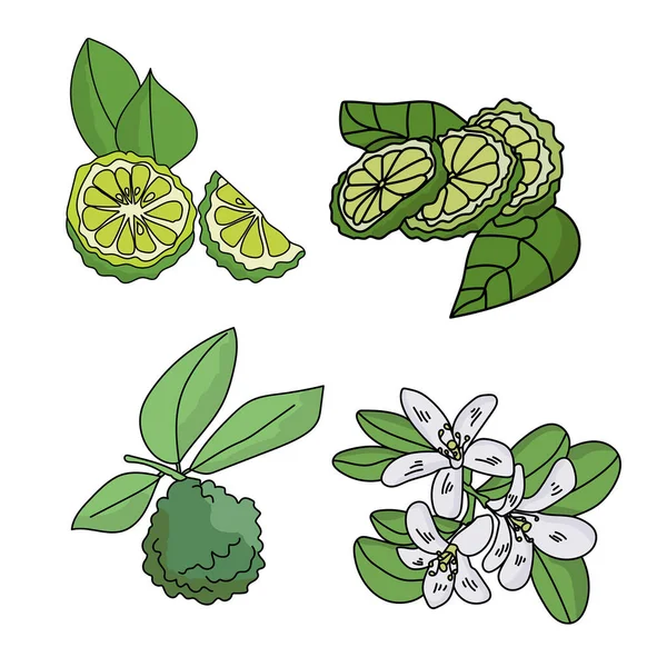 一套柑橘类水果 有叶子的水果 柑橘片和开花的枝条 绿色植物的一部分 创意的载体插图 — 图库矢量图片
