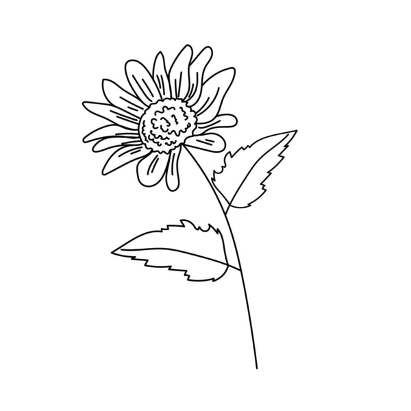 Girassol Contorno Simples Com Folhas Página Coloração Botânica Com Ilustração — Vetor de Stock