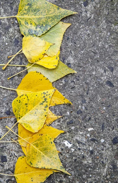 Herbstgelbes Laub Fällt Auf Die Straße — Stockfoto