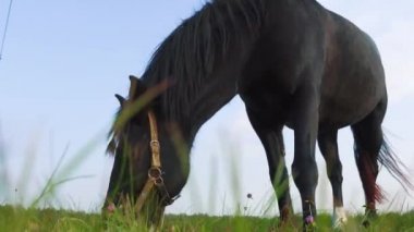 Koyu kahverengi at, güneşli bir günde çayırda yeşil ot çiğniyor..
