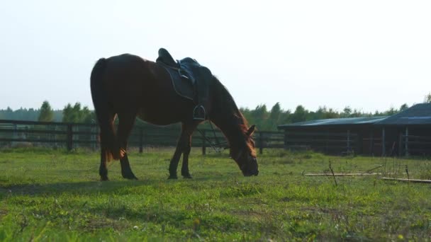 Dark Brown Horse Walks Paddock Chewing Green Grass Sunny Day — Stock Video